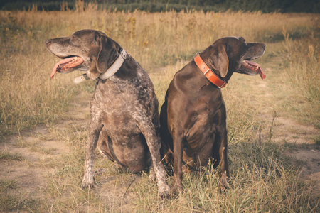 Couple of older german shorthaired pointer females in fieldの写真素材