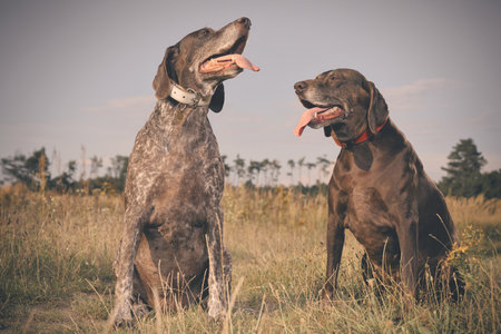 Couple of older german shorthaired pointer females in fieldの写真素材