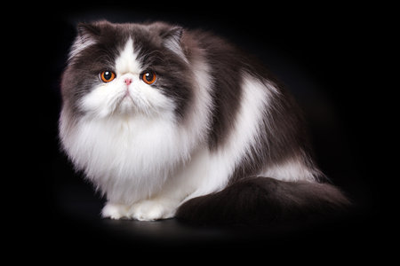 Pretty isolated Persian Cat male portrait in studioの写真素材