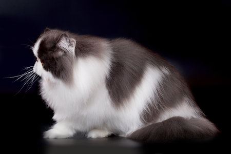 Pretty isolated Persian Cat male portrait in studioの写真素材