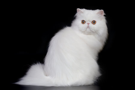 Pretty isolated Persian Cat male portrait in studioの写真素材