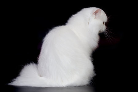 Pretty isolated Persian Cat male portrait in studioの写真素材