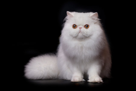 Pretty isolated Persian Cat male portrait in studioの写真素材