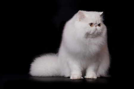 Pretty isolated Persian Cat male portrait in studioの写真素材