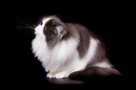 Pretty isolated Persian Cat male portrait in studioの写真素材