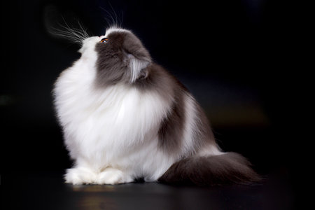 Pretty isolated Persian Cat male portrait in studioの写真素材