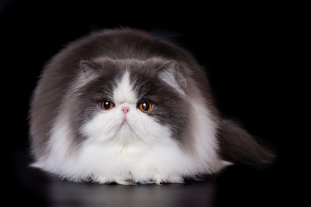 Pretty isolated Persian Cat male portrait in studioの写真素材