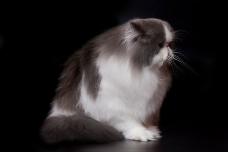 Pretty isolated Persian Cat male portrait in studioの写真素材