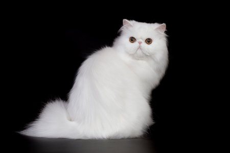 Pretty isolated Persian Cat male portrait in studioの写真素材