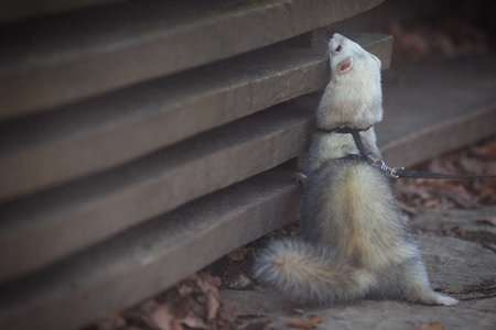 Nice young ferret male outing in winter park on harnessの写真素材