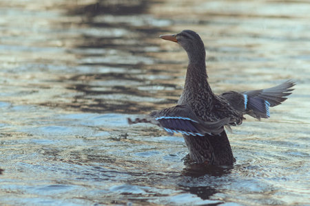 Wild duck female on lake stretching wings on lake surfaceの写真素材