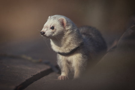 Young ferret male outing in winter park on harnessの写真素材