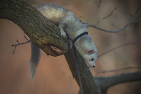Nice young ferret male outing in winter park on harnessの写真素材