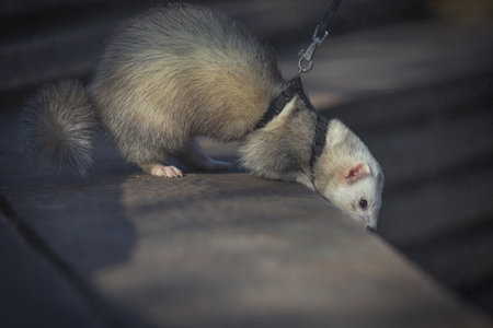 Nice young ferret male outing in winter park on harnessの写真素材
