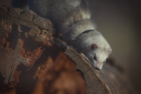 Nice young ferret male outing in winter parkの写真素材