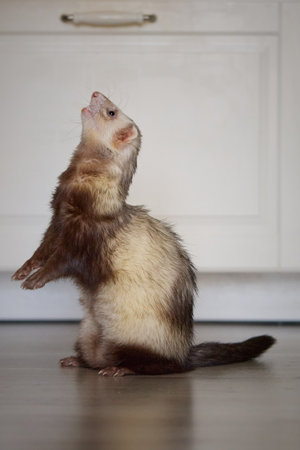 Sable ferret living in city apartment and running around