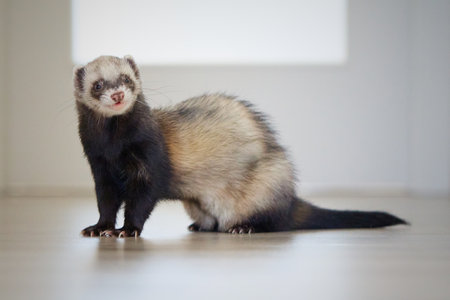 Sable ferret living in city apartment and running around