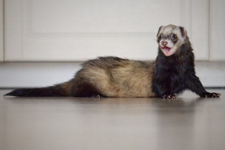 Sable ferret living in city apartment and running aroundの写真素材
