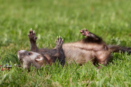 Ferret enjoying walking and exploring spring grass in parkの写真素材