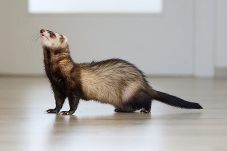 Sable ferret living in city apartment and running aroundの写真素材