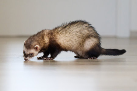 Ferret living in city apartment and running aroundの写真素材