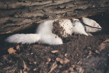 Ferret enjoying walking and exploring space under trees in park