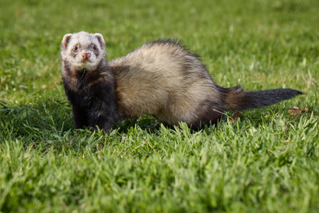 Ferret enjoying walking and exploring spring grass in parkの写真素材