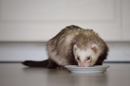 Ferret living in city apartment and running around