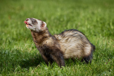 Ferret enjoying walking and exploring spring grass in parkの写真素材