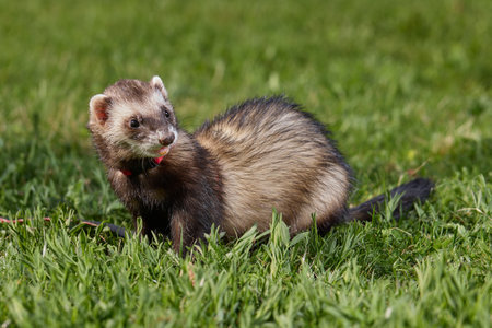 Ferret enjoying walking and exploring spring grass in parkの写真素材