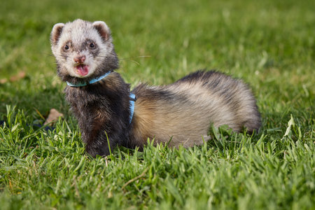 Ferret enjoying walking and exploring spring grass in parkの写真素材