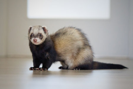 Sable ferret living in city apartment and running aroundの写真素材