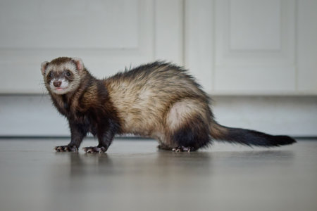 Sable ferret living in city apartment and running aroundの写真素材