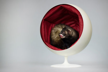 Fancy dark ferret indoor posing for portrait in studioの写真素材