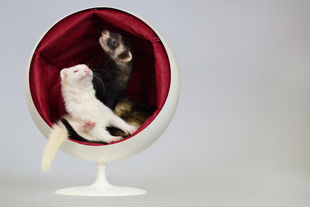 Fancy ferret couple indoor posing in studioの写真素材