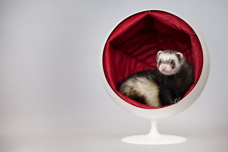 Dark ferret indoor posing for portrait in studio