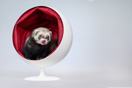 Dark ferret indoor in studio