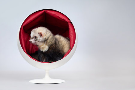 Ferret indoor posing for portrait in studioの写真素材