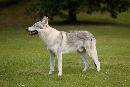 Youth male of Czechoslovak wolfdog posing outdoor in natureの写真素材