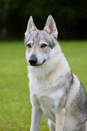 Youth male of Czechoslovak wolfdog posing outdoor in nature