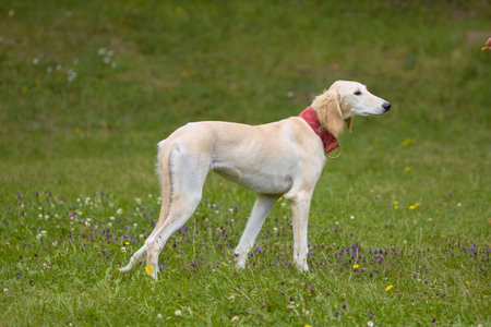 Sighthound dog posing for portrait in nature campの写真素材