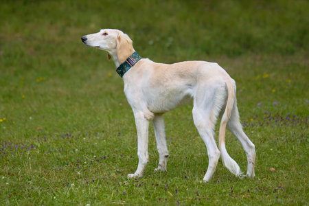 Sighthound dog posing for portrait in nature camp