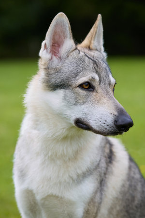 Youth male of Czechoslovak wolfdog posing outdoor in nature