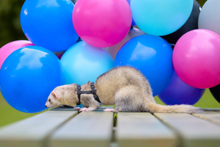 Nice young ferret male outing in summer park