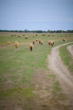 Area of Hortobagy location of nature sanctuary in Hungary, Europeの写真素材