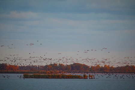 Large groups of common cranes sitting on location in Hungary countrysideの写真素材