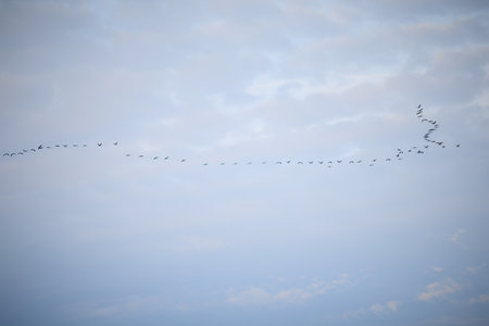 Large groups of common cranes flying at night in Hungary countryside