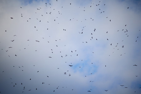 Large flock of corvus birds caught against sky in Hungary countryside