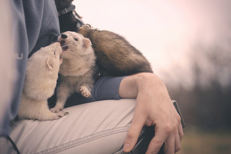 Nice young ferret friends outing in winter daytime park on harness