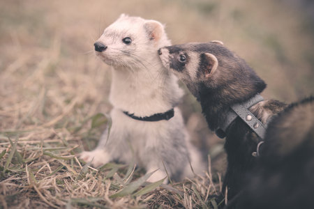 Young ferret friends outing in winter daytime park on harnessの写真素材